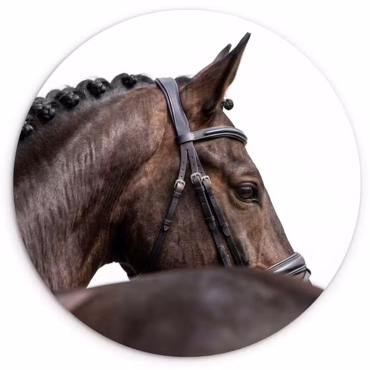 Muurcirkel - Portret - Paard - Elegant — 1