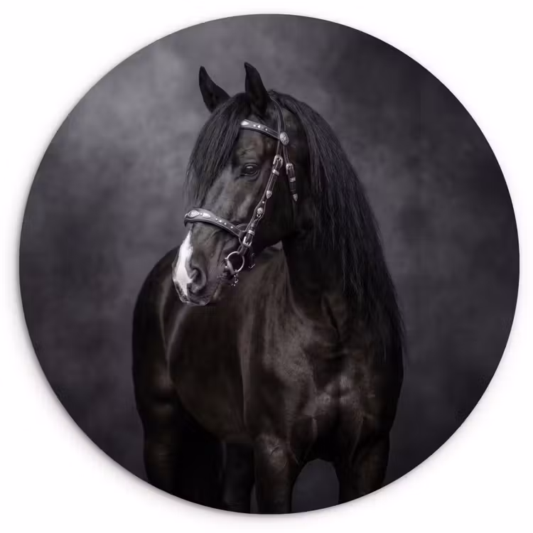 Muurcirkel - Portret - Paard - Zwart — 1