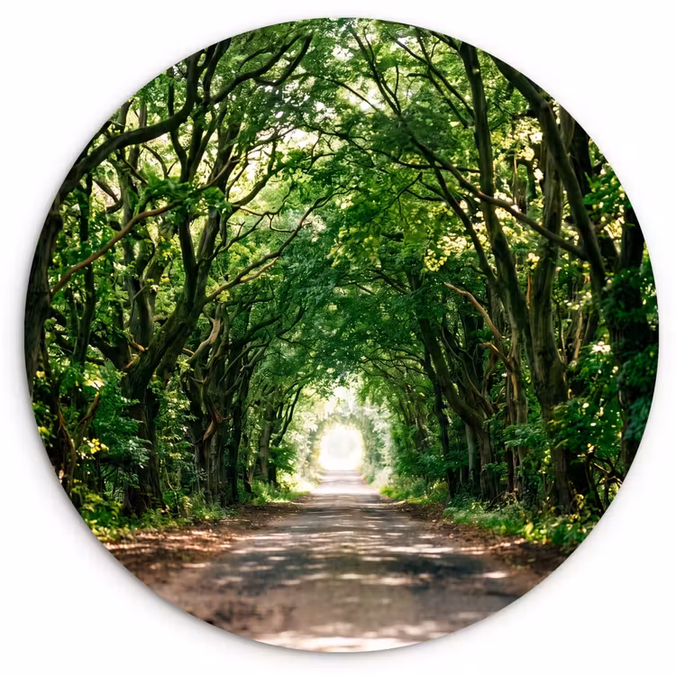 Muurcirkel - Weg - Bomen - Natuur - Groen — 1