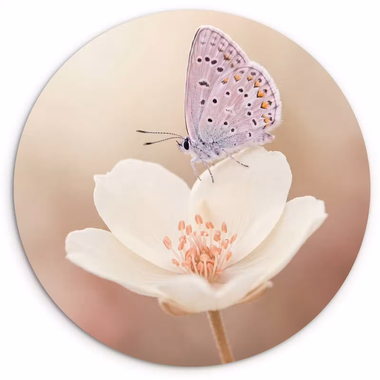 Muurcirkel - Vlinder - Bloem - Blauw — 1