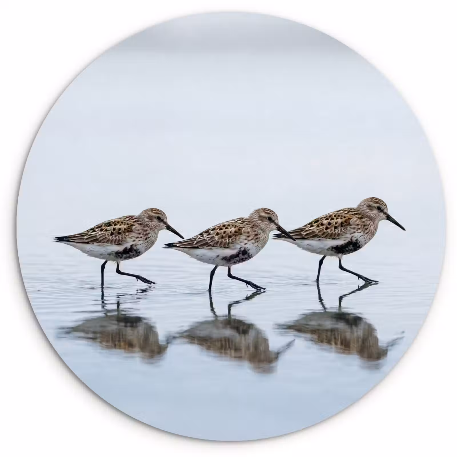 Muurcirkel - Vogels - Water - Grijs — 1