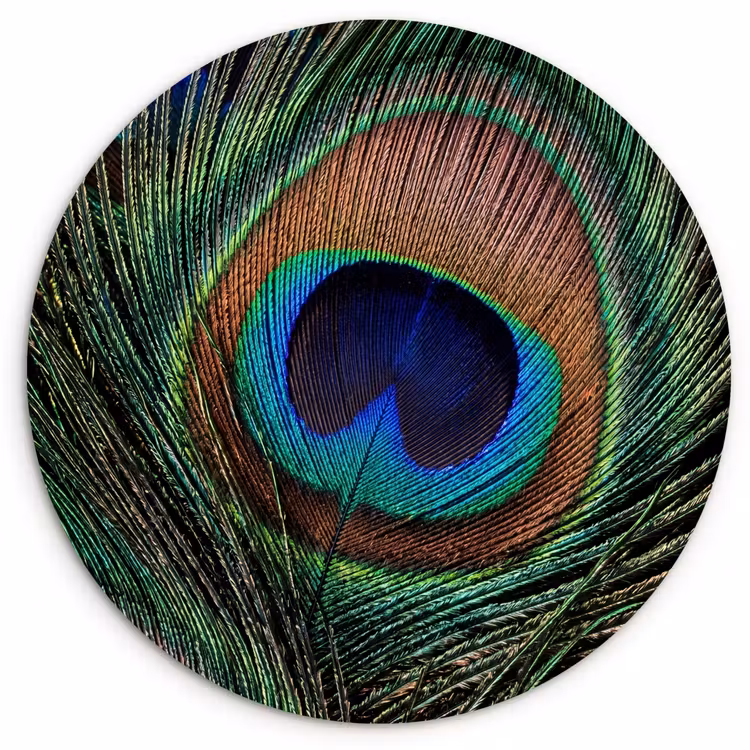 Muurcirkel - Pauwenveren - Klassiek - Groen — 1