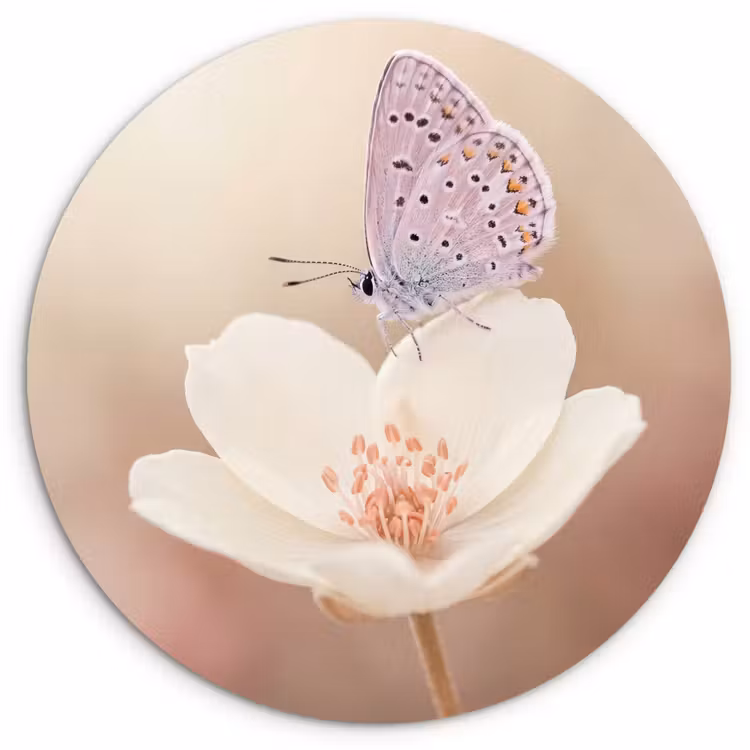 Muurcirkel - Vlinder - Bloem - Blauw — 1
