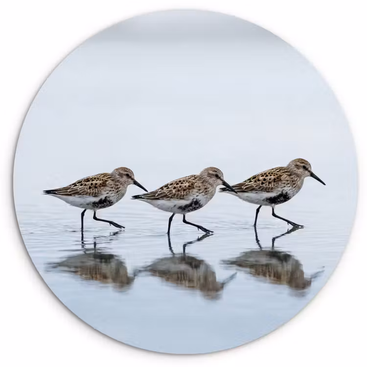 Muurcirkel - Vogels - Water - Grijs — 1