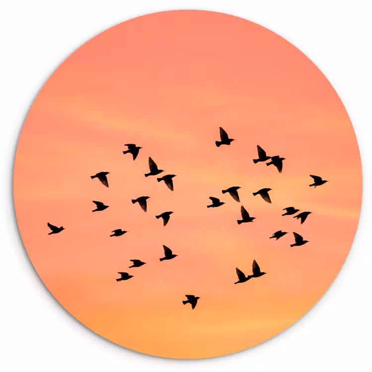 Muurcirkel - Zwerm - Vogels - Oranje — 1