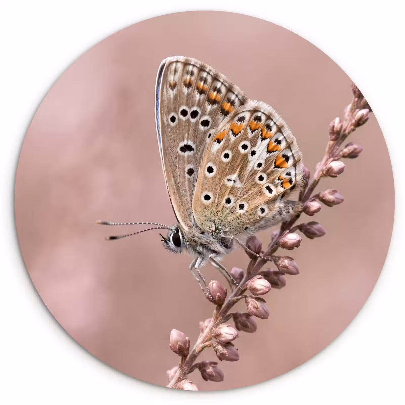 Muurcirkel - Lavendel - Vlinder - Paars — 1
