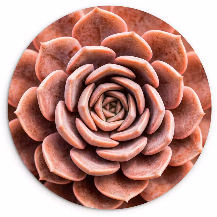 Muurcirkel - Vetplant - Organisch - Roze — 1