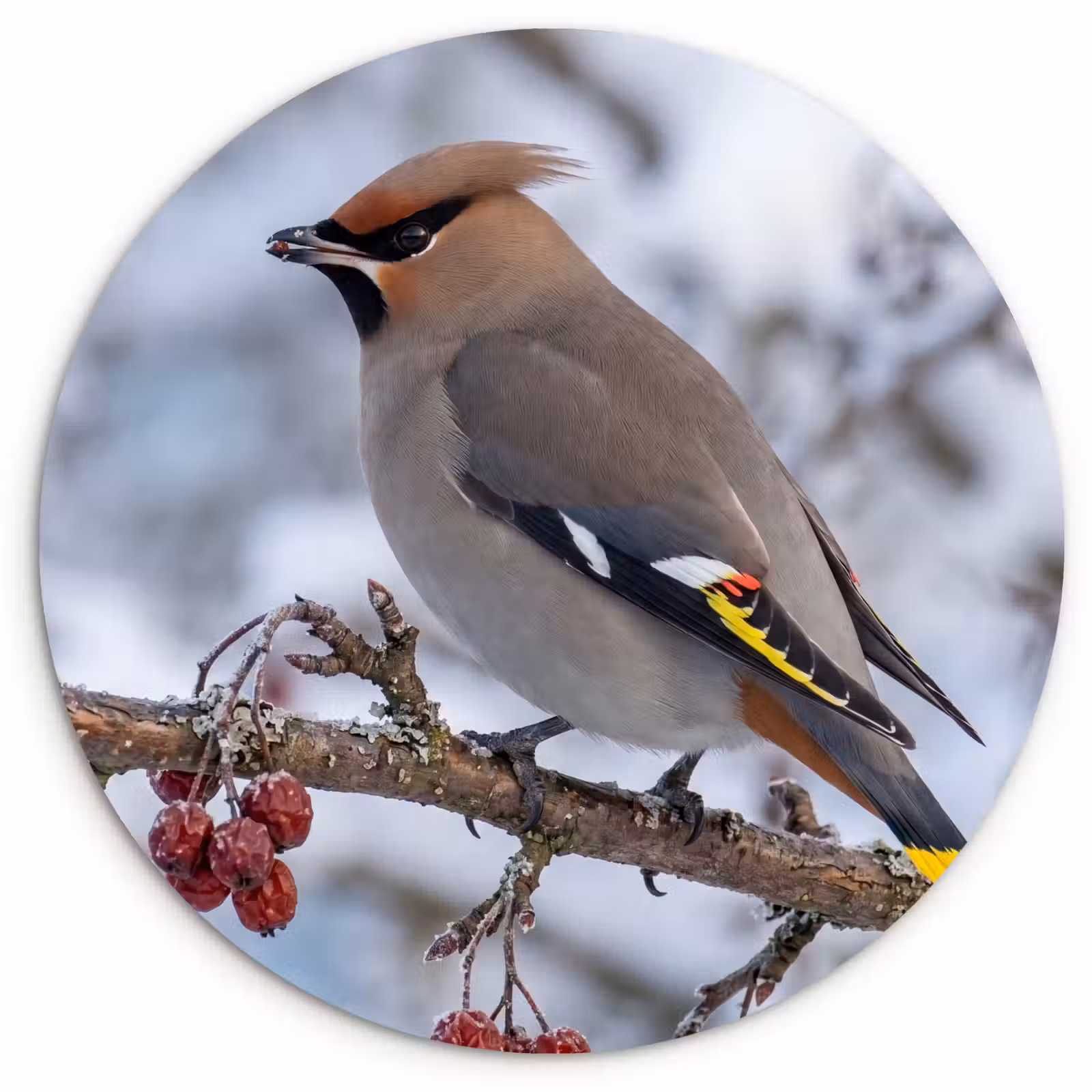 Muurcirkel - Pestvogel - Bessen - Winter - Natuur — 1