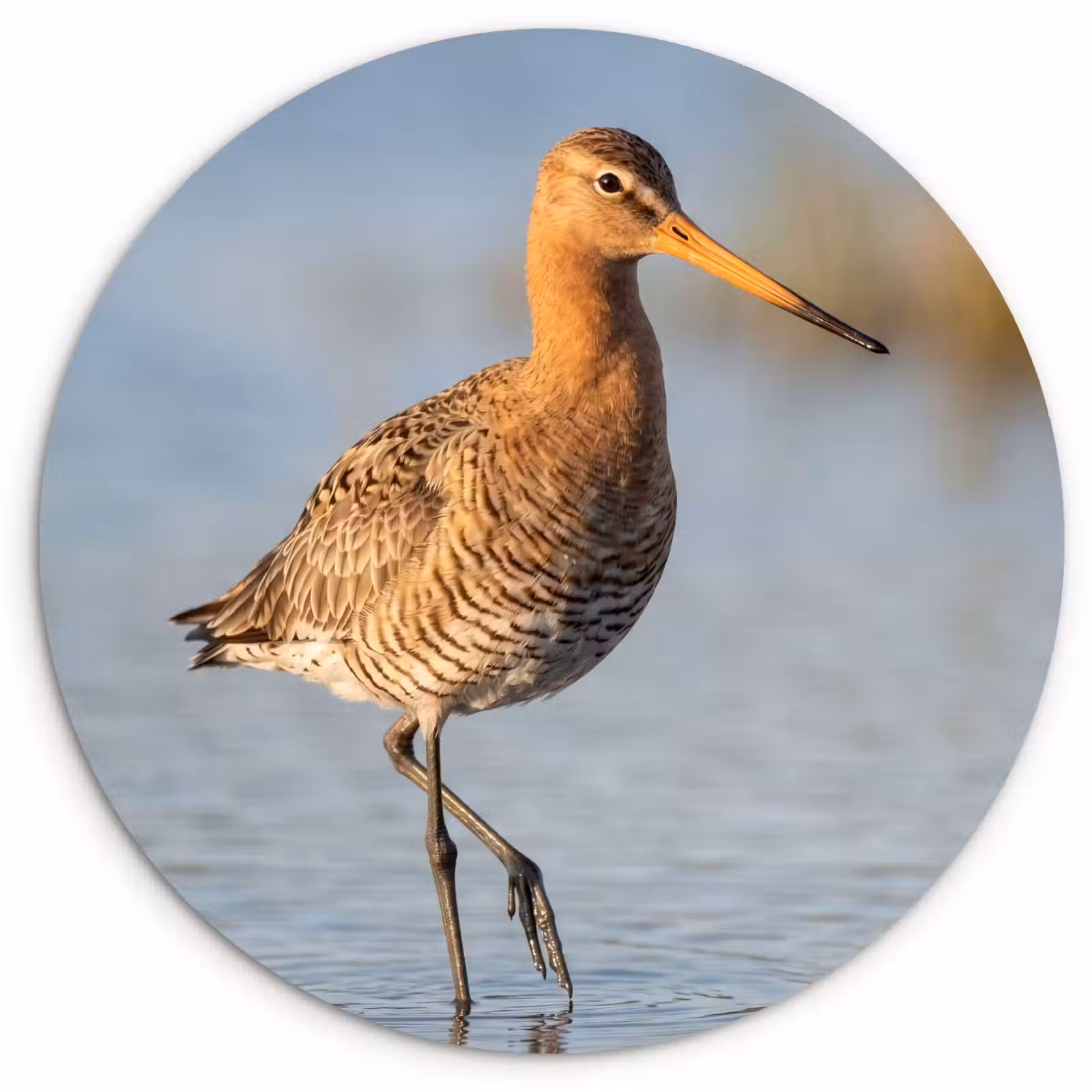 Muurcirkel - Vogel - Steltloper - Water - Natuur — 1