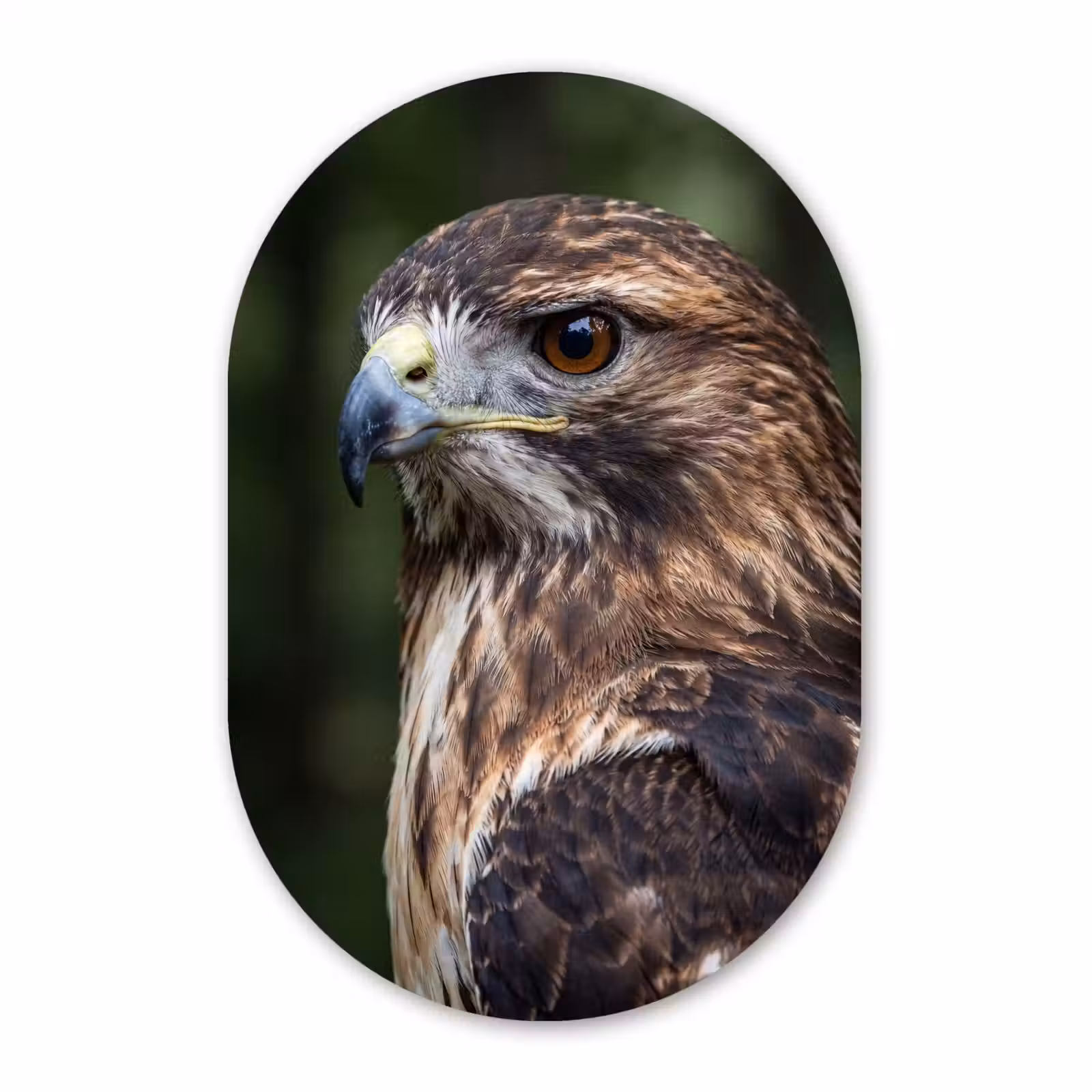 Muurovaal aluminium - Buizerd - Roofvogel - Natuur - Bruin — 1