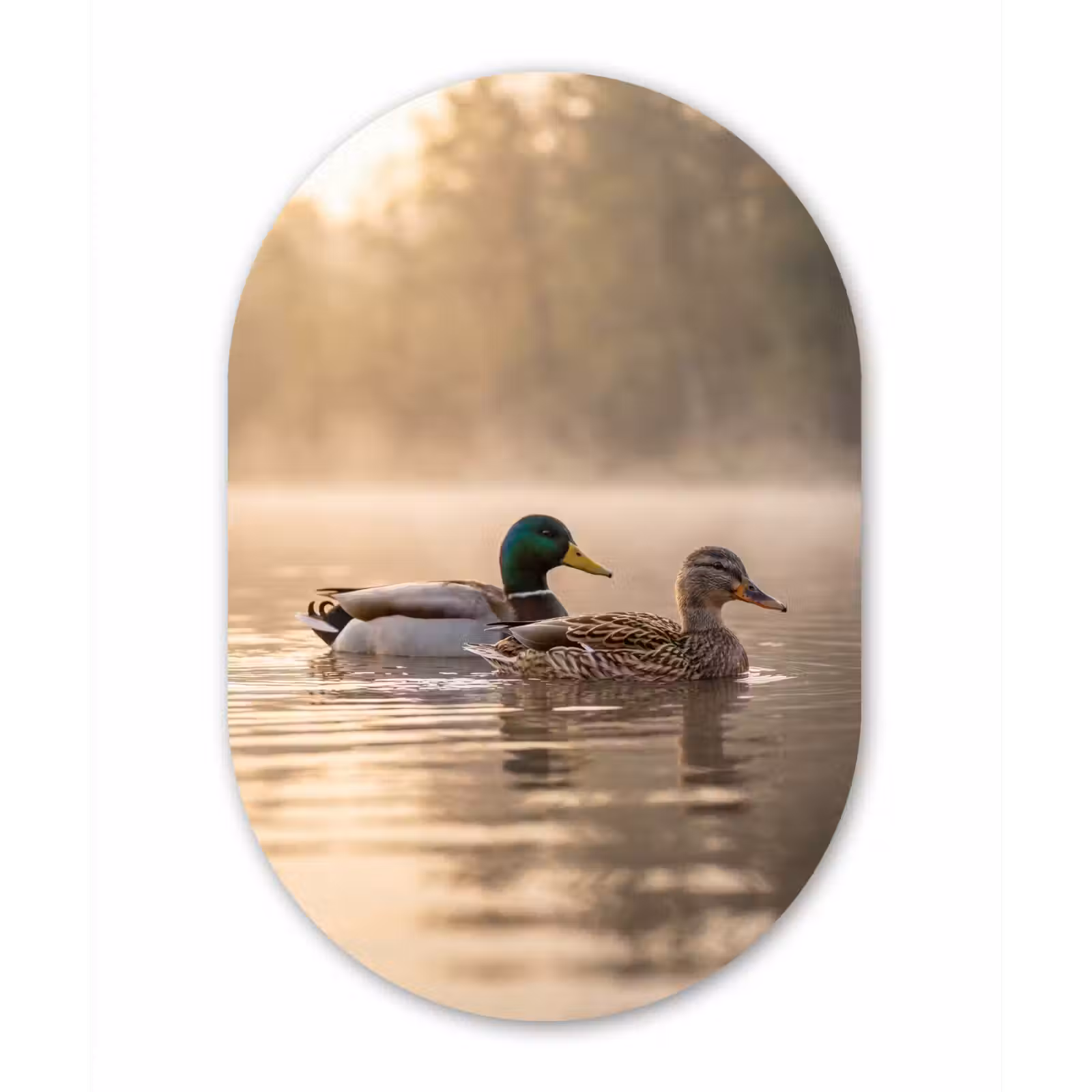 Muurovaal aluminium - Eenden - Water - Mist - Natuur — 1
