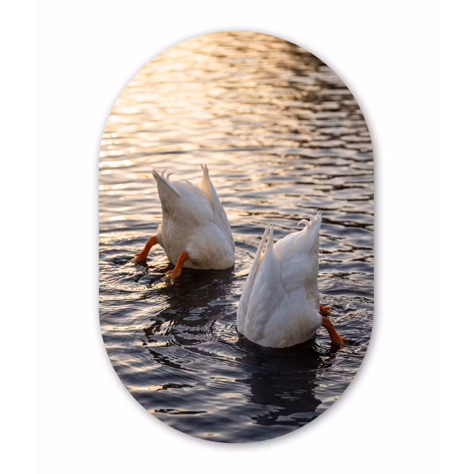 Muurovaal aluminium - Eenden - Water - Natuur — 1