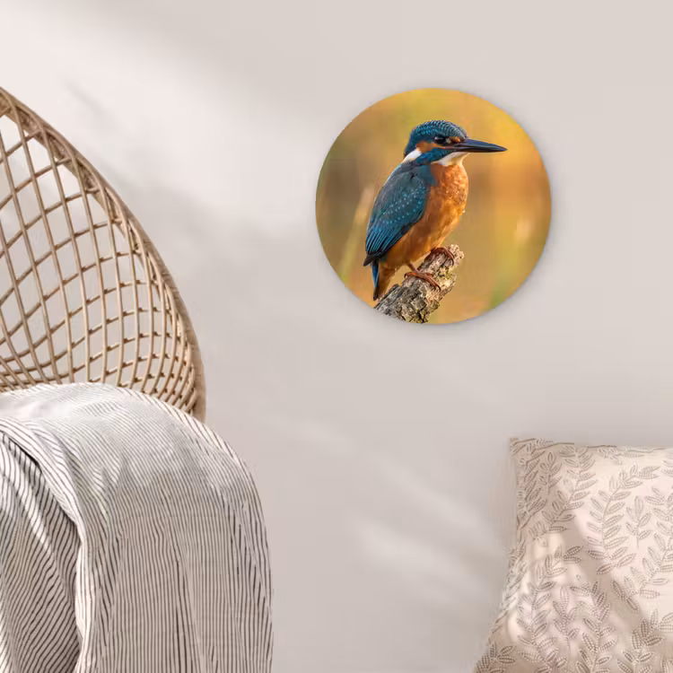 Muurcirkel - IJsvogel - Tak - Water - Kleurrijk - Levendig — 5