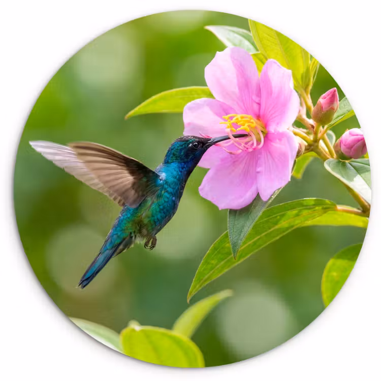 Muurcirkel - Kolibrie - Bloem - Natuur - Groen — 1