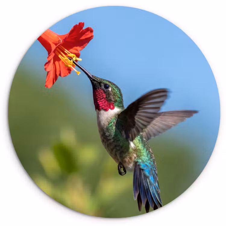 Muurcirkel - Kolibrie - Bloem - Natuur - Groen — 1
