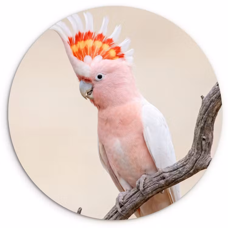Muurcirkel - Papagaai - Tak - Roze — 1
