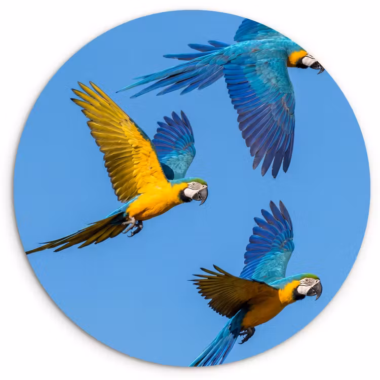 Muurcirkel - Papagaai - Vliegen - Blauw - Geel — 1