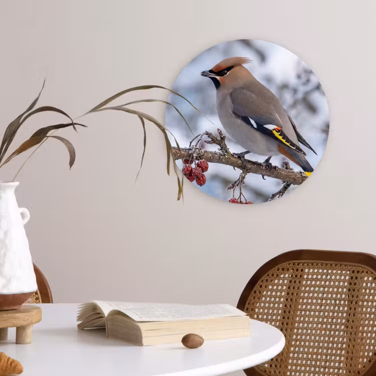 Muurcirkel - Pestvogel - Bessen - Winter - Natuur — 4