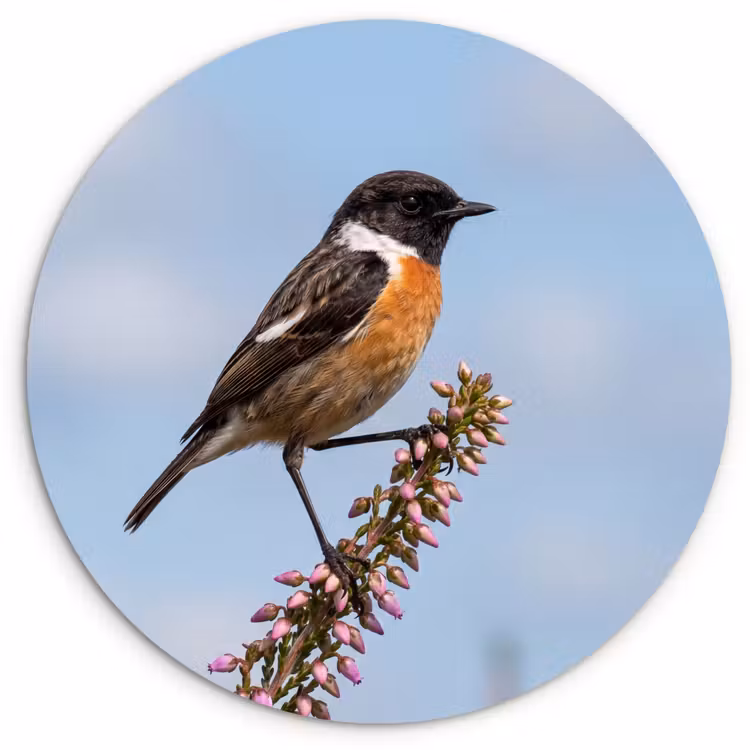 Muurcirkel - Roodborsttapuit - Heide - Paars - Natuur - Sfeervol — 1