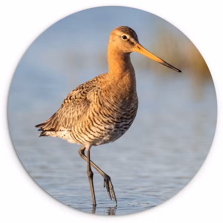 Muurcirkel - Vogel - Steltloper - Water - Natuur — 1