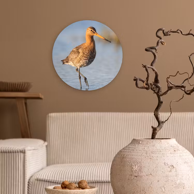 Muurcirkel - Vogel - Steltloper - Water - Natuur — 2