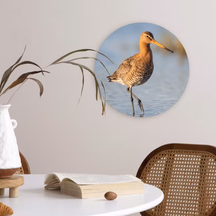 Muurcirkel - Vogel - Steltloper - Water - Natuur — 4