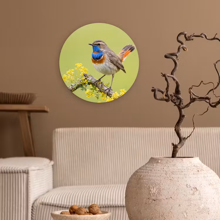 Muurcirkel - Vogel - Tak - Natuur - Kleurrijk — 2