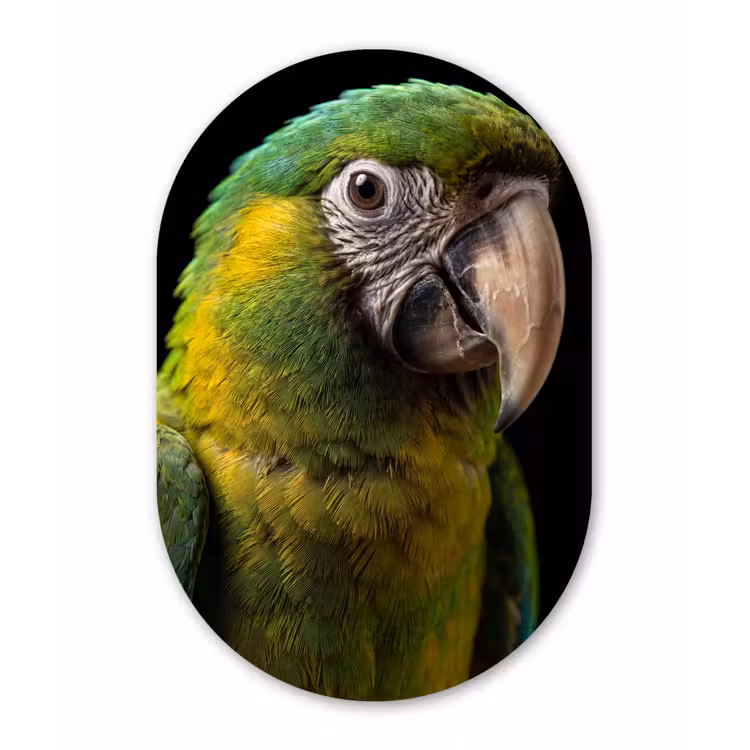 Muurovaal aluminium - Ara - Portret - Groen — 1