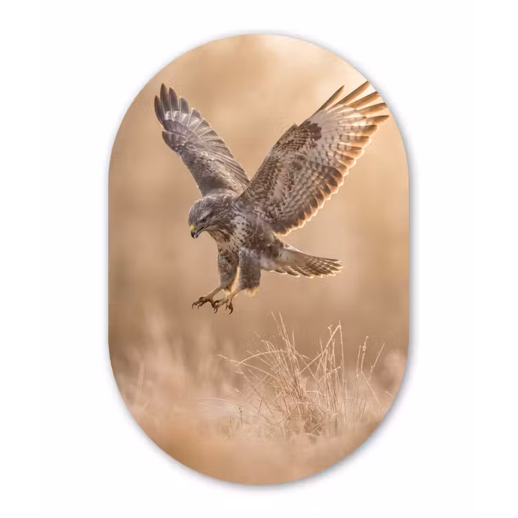 Muurovaal aluminium - Buizerd - Roofvogel - Natuur - Bruin — 1