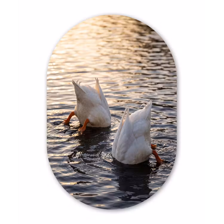 Muurovaal aluminium - Eenden - Water - Natuur — 1