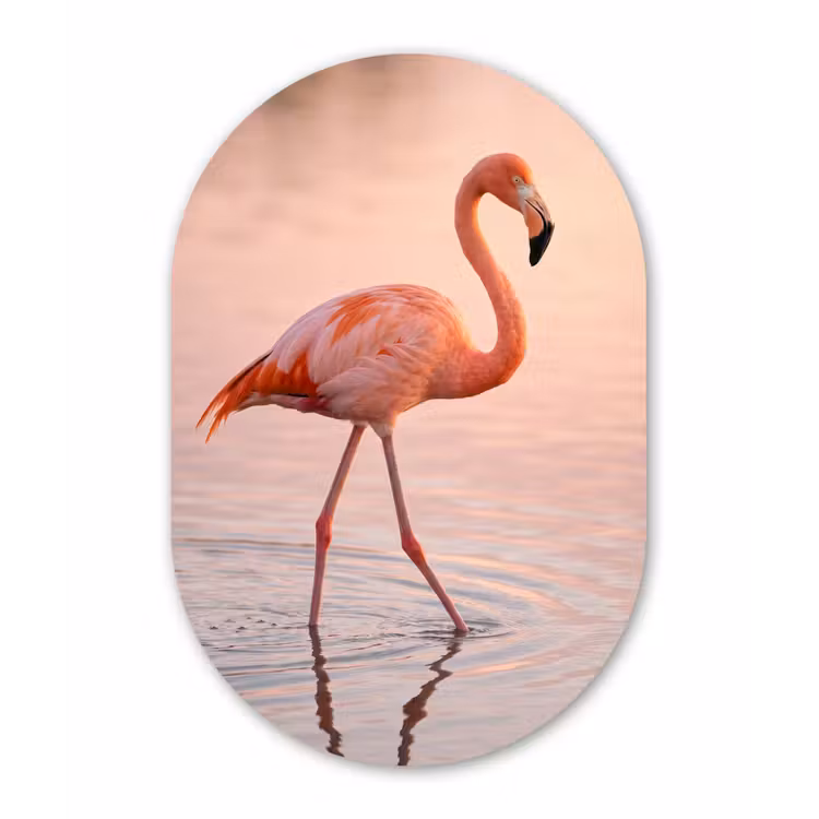 Muurovaal aluminium - Flamingo - Water - Roze — 1