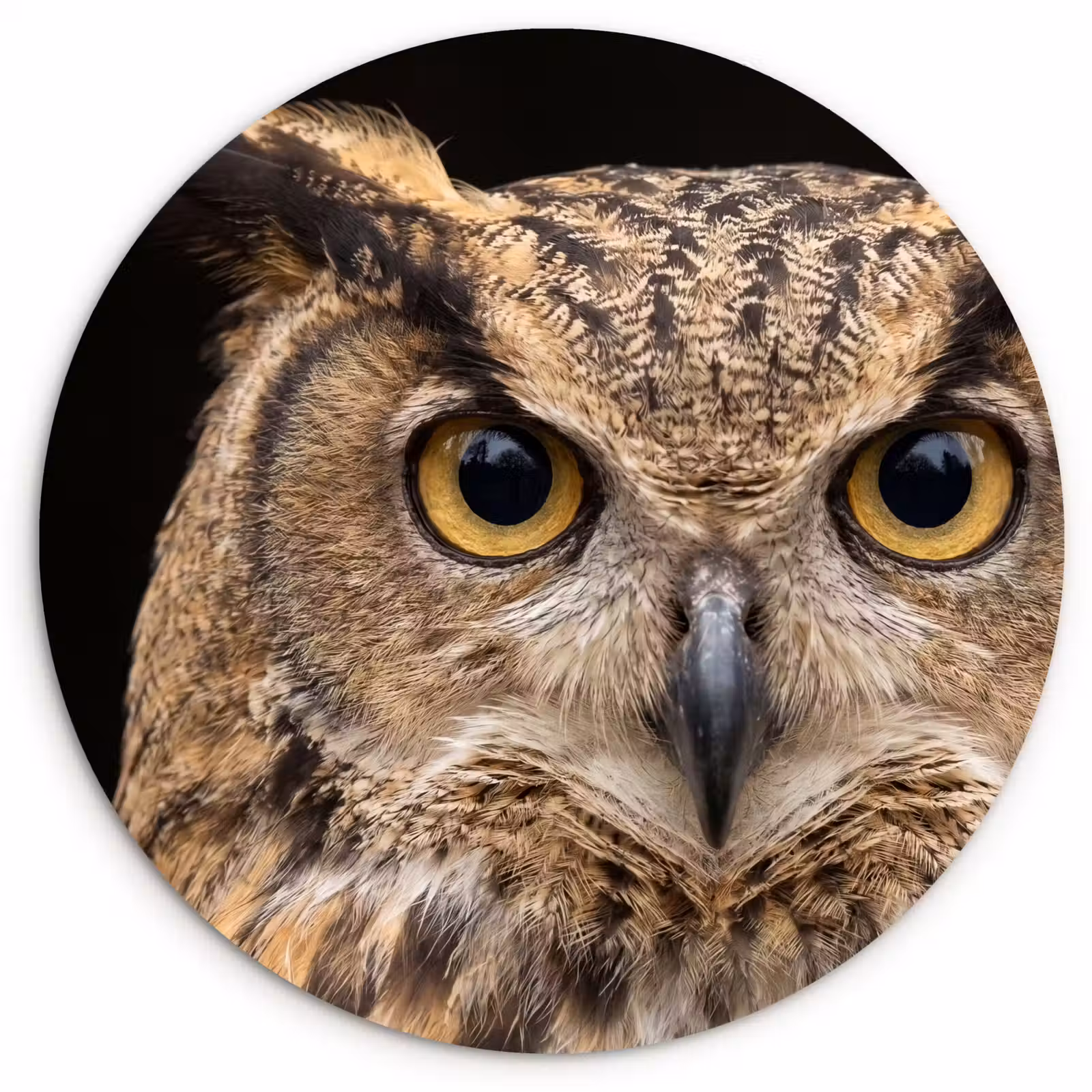 Muurcirkel - Oehoe - Uil - Portret - Bruin — 1