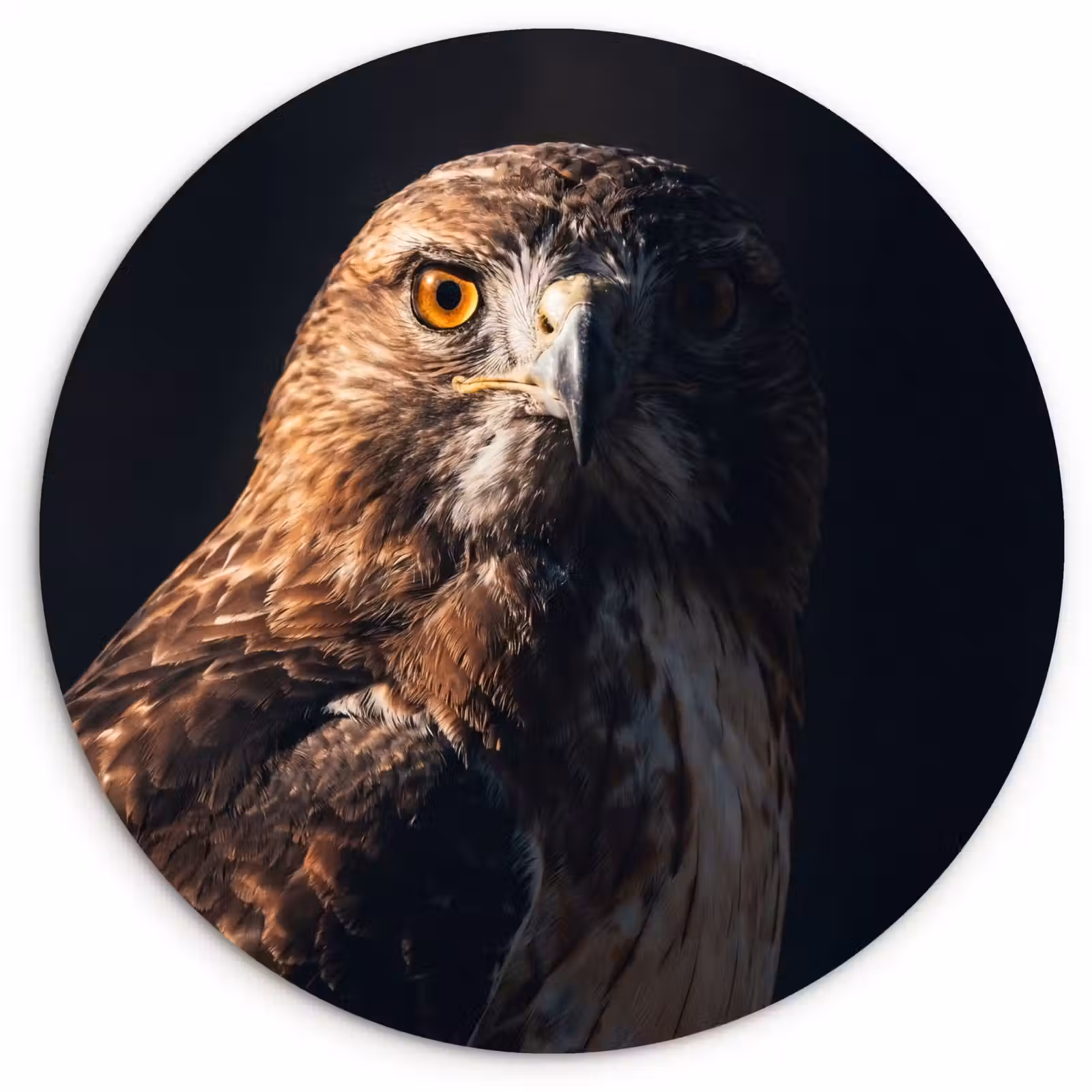 Muurcirkel - Roofvogel - Buizerd - Bruin — 1