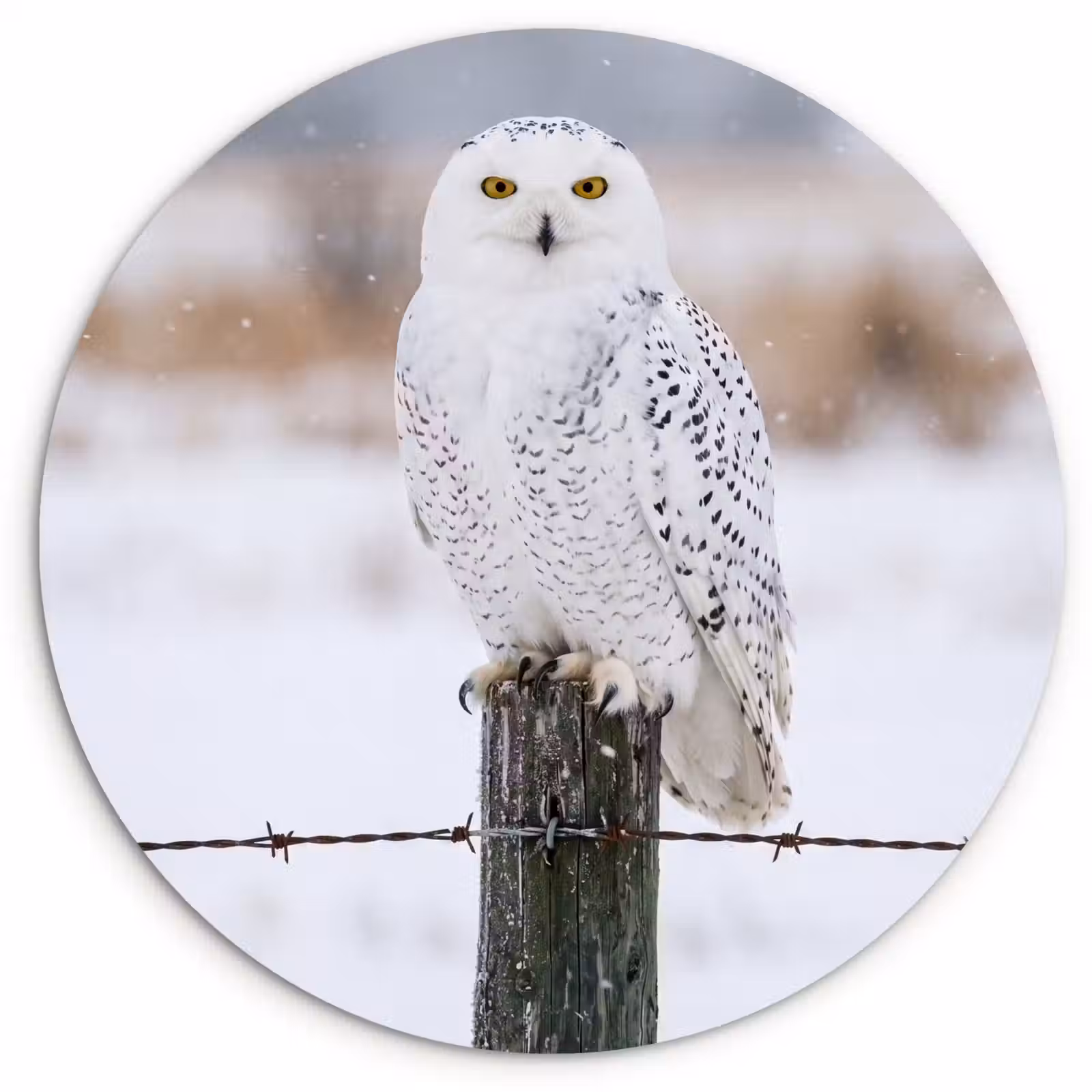 Muurcirkel - Sneeuwuil - Hek - Sneeuw - Wit — 1