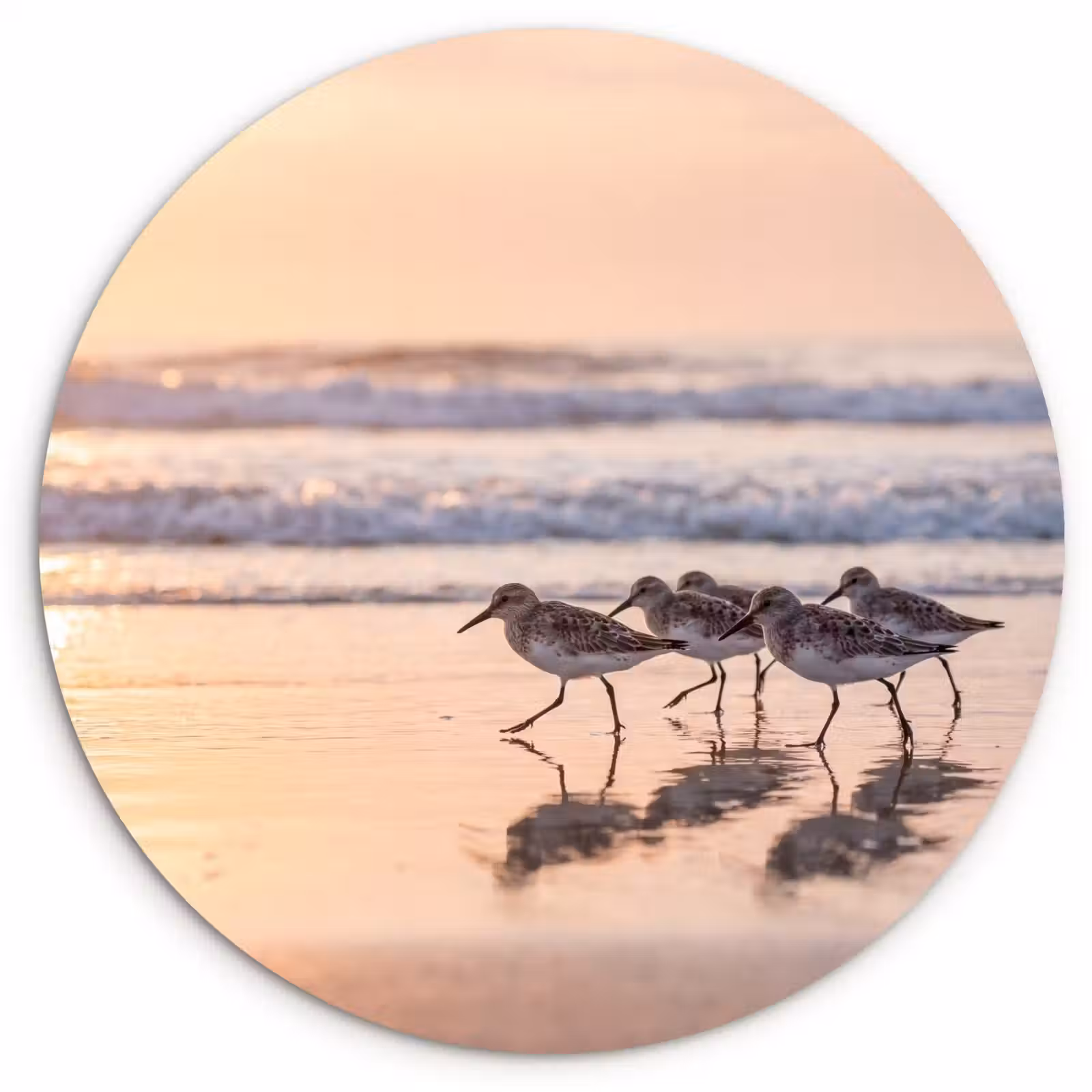 Muurcirkel - Zee - Vogels - Strand — 1