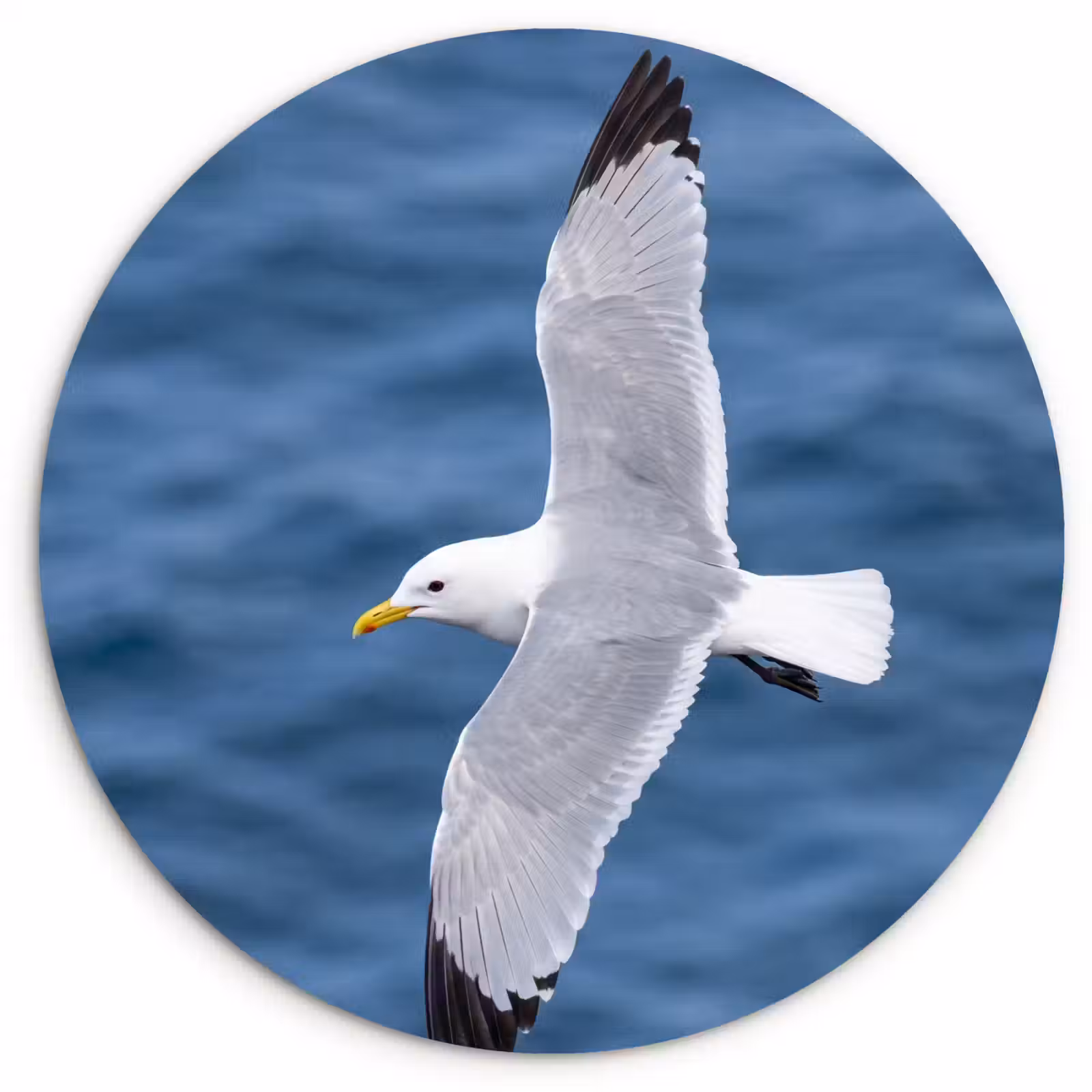 Muurcirkel - Zeemeeuw - Oceaan - Blauw — 1