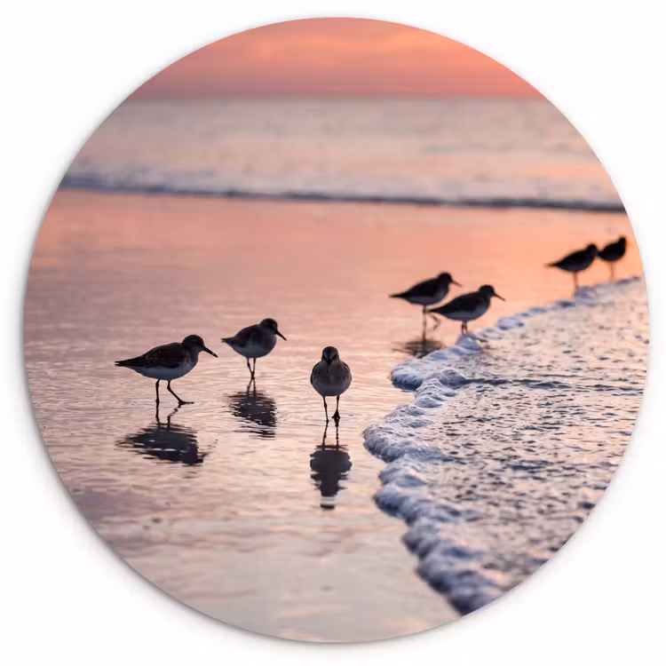 Muurcirkel - Meeuwen - Strand - Zee - Roze — 1