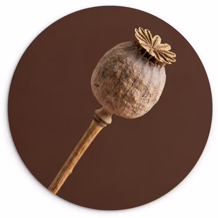 Muurcirkel - Papaverbol - Droogbloem - Bruin - Minimalistisch — 1