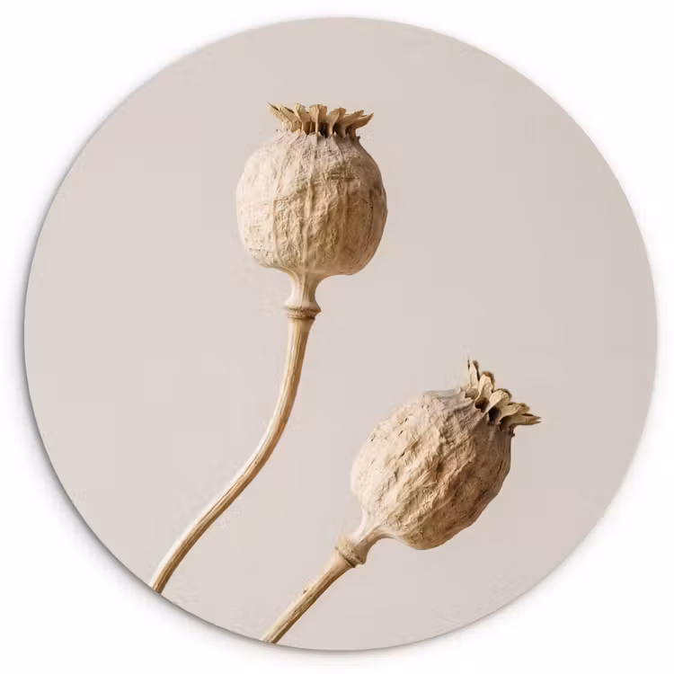 Muurcirkel - Papaverbollen - Droogbloemen - Minimalistisch - Beige - Rustig — 1