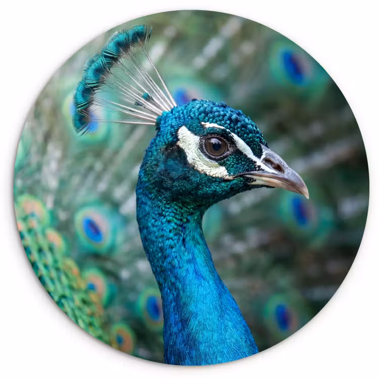Muurcirkel - Pauw - Veren - Blauw — 1