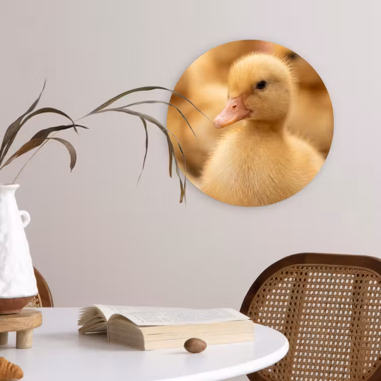 Muurcirkel - Pijltje - Eend - Natuur - Geel — 4