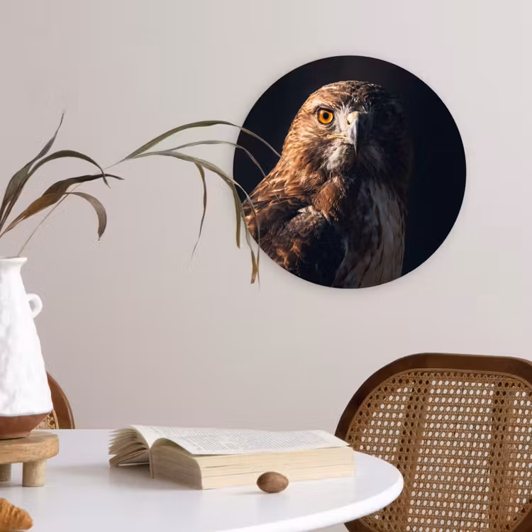 Muurcirkel - Roofvogel - Buizerd - Bruin — 4