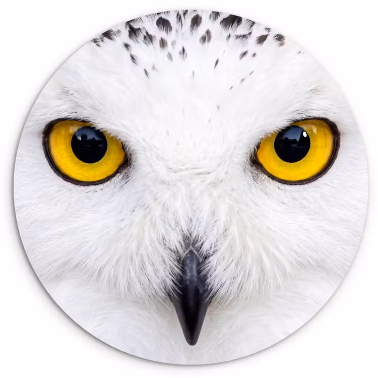 Muurcirkel - Sneeuwuil - Portret - Geel — 1
