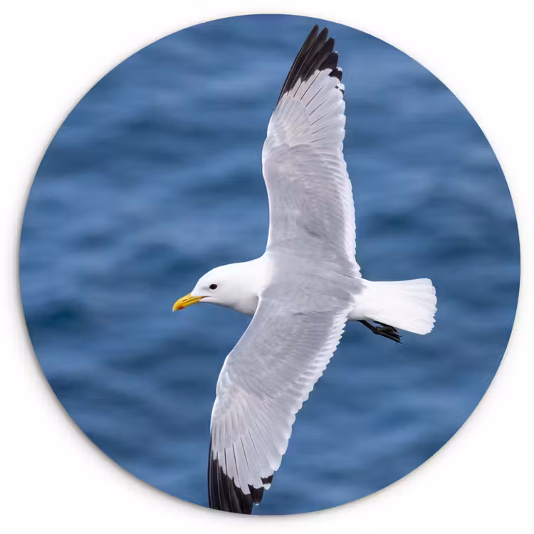 Muurcirkel - Zeemeeuw - Oceaan - Blauw — 1