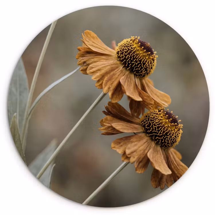 Muurcirkel - Zonnehoed - Droogbloemen - Geel - Warm — 1
