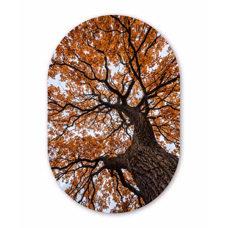 Muurovaal aluminium - Boom - Bladerdak - Herfst - Oranje - Sfeervol — 1
