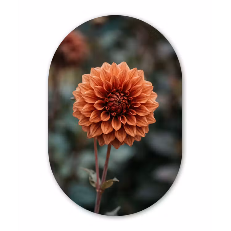 Muurovaal aluminium - Dahlia - Bloem - Natuur - Sfeervol — 1