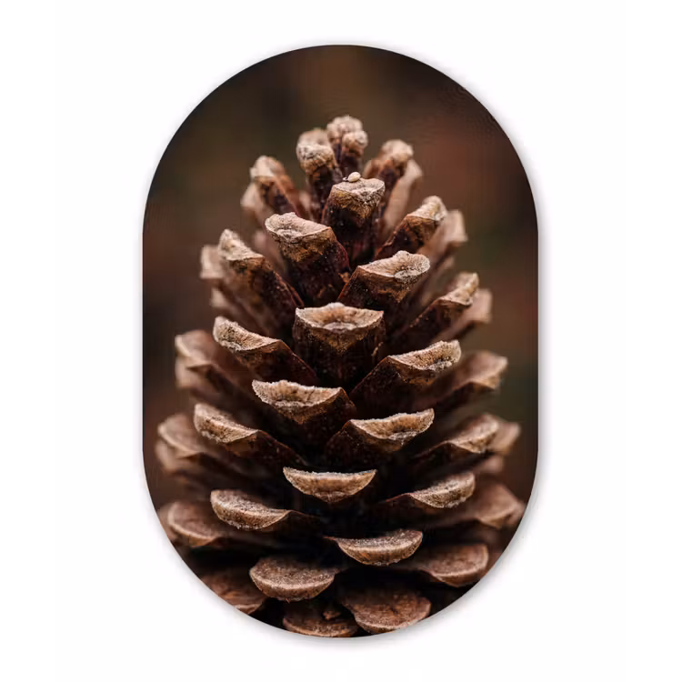 Muurovaal aluminium - Dennenappel - Bos - Herfst - Bruin - Sfeervol — 1