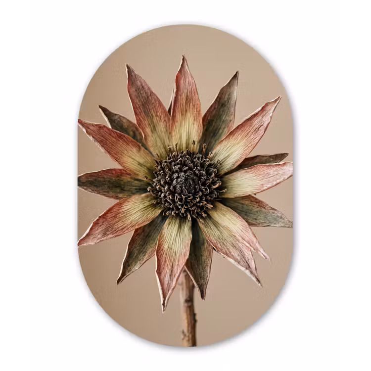 Muurovaal aluminium - Droogbloem - Protea - Vintage - Beige - Rustiek — 1