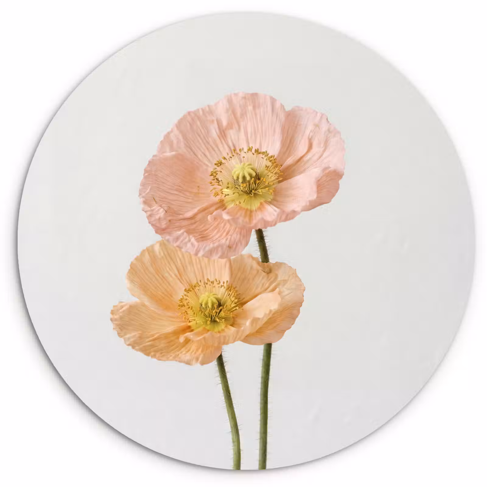 Muurcirkel - Papavers - Botanisch - Roze — 1